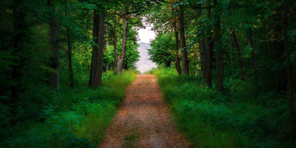 Image of a dirt path in a vibrant green forest. Do you struggle with managing your budgets? Learn how financial coaching services in California, New York, Texas, or anywhere else in the United States can help you budget and create stability!
