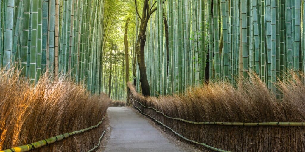 Image of a peaceful path through a bamboo forest. Learn to take control of your money mindset with the help of financial coaching services in New York, California, Texas, and anywhere else in the United States!